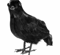 Corvo nero con piume