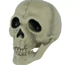 cranio di 13 cm