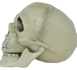 cranio di 13 cm