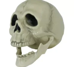 cranio di 13 cm