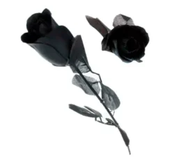 Rosa nera con foglie nere
