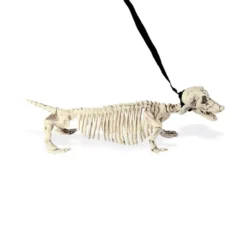 Scheletro Bassotto al Guinzaglio 55cm