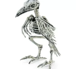 Scheletro di corvo