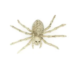 Scheletro di tarantola beige