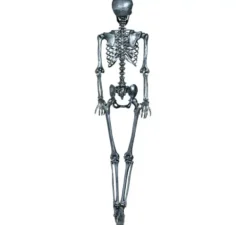 Scheletro in argento 160 cm