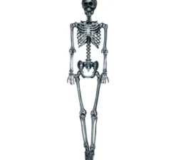 Scheletro in argento 90 cm